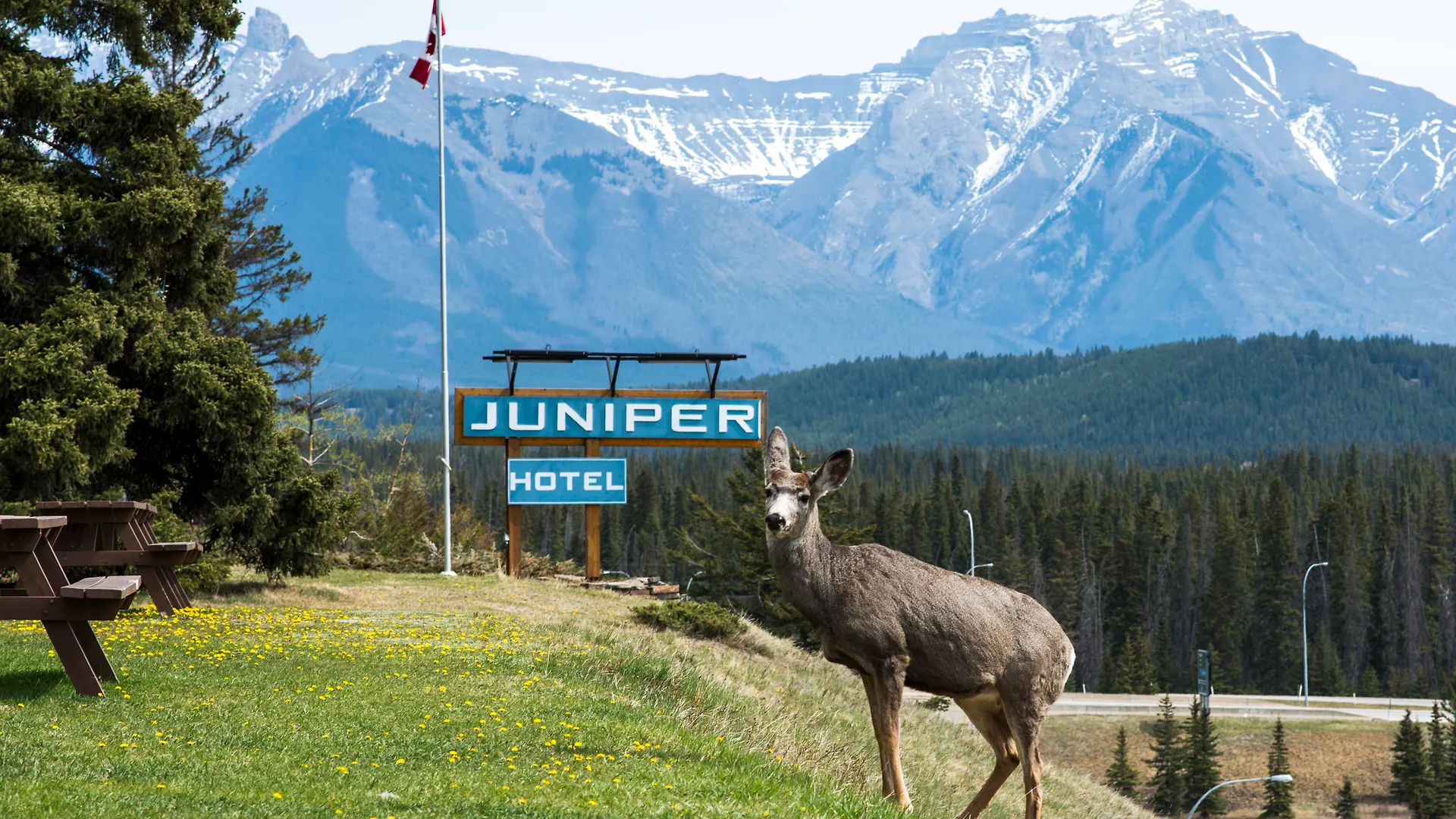 The Juniper Hotel & Bistro Banff